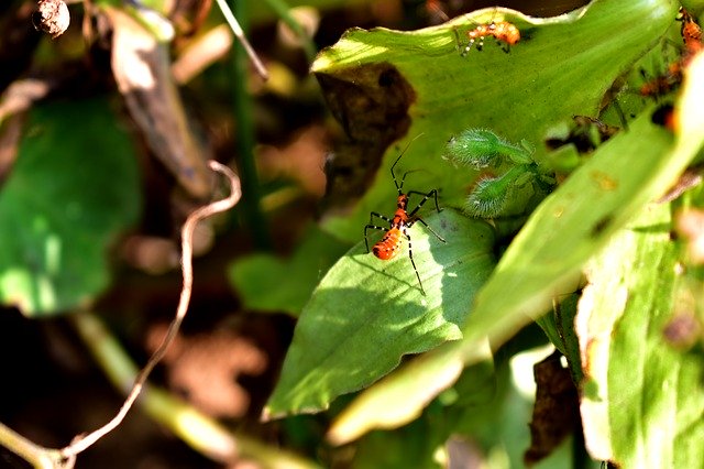 Bezpłatne pobieranie Leaves Insect Garden - bezpłatne zdjęcie lub obraz do edycji za pomocą internetowego edytora obrazów GIMP