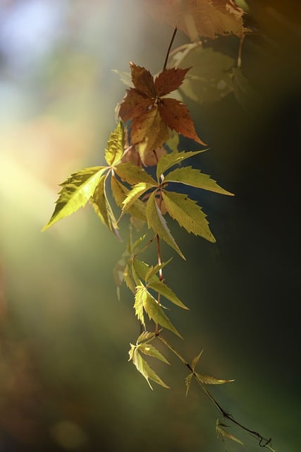 Free download leaves ivy bokeh macro nature free picture to be edited with GIMP free online image editor