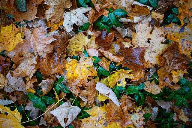 تنزيل مجاني Leaves Ivy Ground - صورة أو صورة مجانية يمكن تحريرها باستخدام محرر الصور عبر الإنترنت GIMP