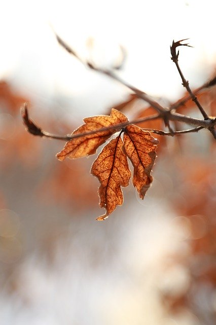 বিনামূল্যে ডাউনলোড Leaves Leaf Autumn The - বিনামূল্যে ছবি বা ছবি GIMP অনলাইন ইমেজ এডিটর দিয়ে সম্পাদনা করা হবে