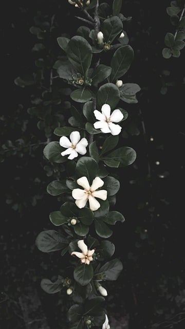 Free download leaves leaf green plant bloom free picture to be edited with GIMP free online image editor