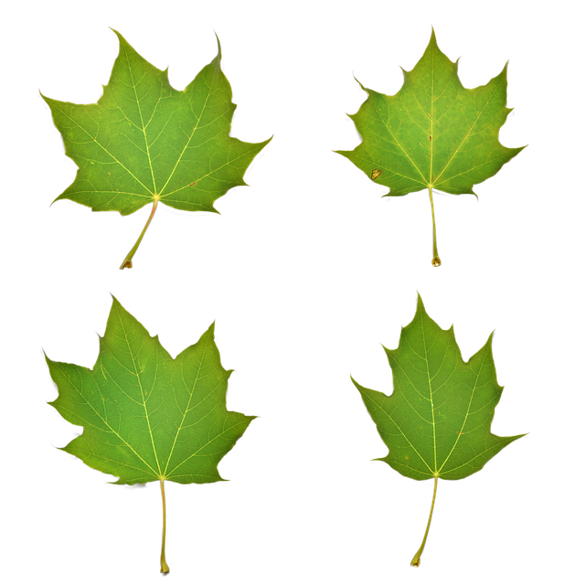 دانلود رایگان Leaves Leaf Nature - عکس یا تصویر رایگان برای ویرایش با ویرایشگر تصویر آنلاین GIMP