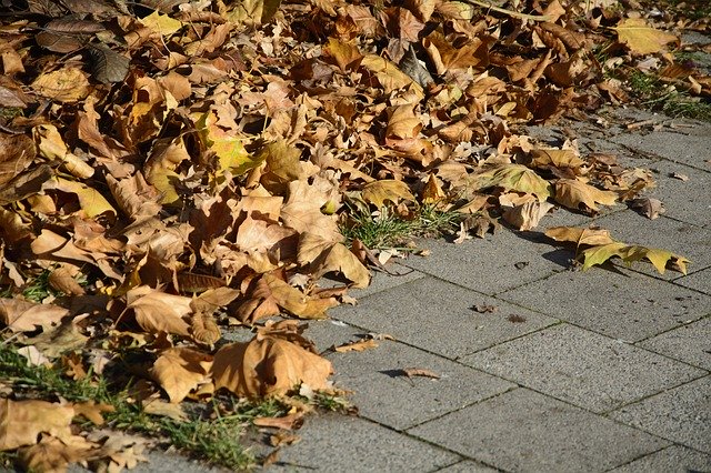 Descarga gratuita Leaves Leaf Piles Autumn Fall: foto o imagen gratuita para editar con el editor de imágenes en línea GIMP