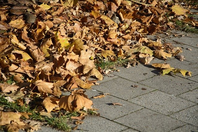 Free download Leaves Leaf Piles Autumn Fall -  free photo or picture to be edited with GIMP online image editor