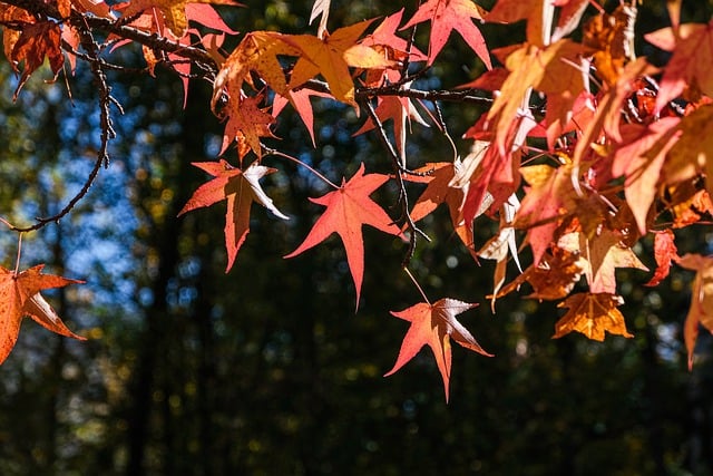 Free download leaves maple autumn autumn leaves free picture to be edited with GIMP free online image editor