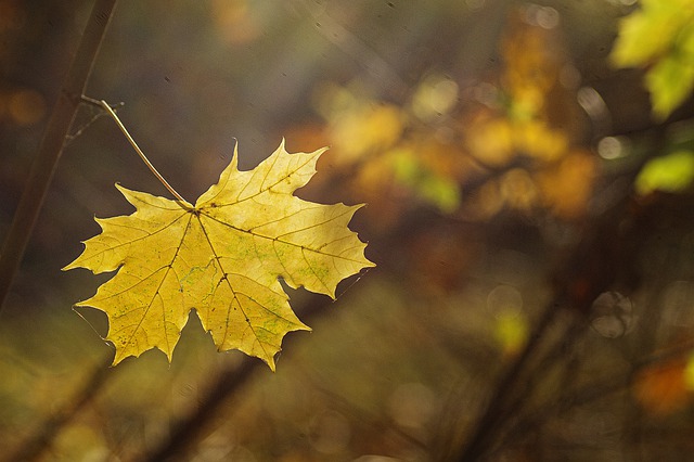 Free download leaves maple autumn plant tree free picture to be edited with GIMP free online image editor
