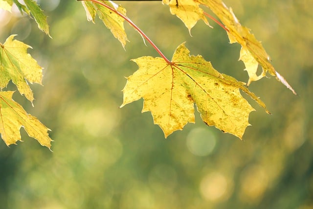 Free download leaves maple fall season nature free picture to be edited with GIMP free online image editor