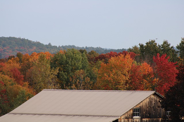 Free download leaves maple foliage autumn fall free picture to be edited with GIMP free online image editor