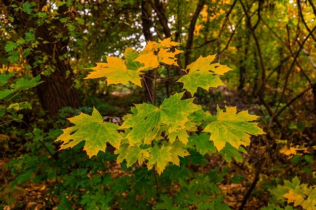 ดาวน์โหลดฟรี Leaves Maple Leaf Autumn - ภาพถ่ายหรือภาพฟรีที่จะแก้ไขด้วยโปรแกรมแก้ไขรูปภาพ GIMP ออนไลน์