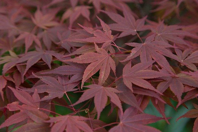 دانلود رایگان Leaves Maple Red - عکس یا تصویر رایگان برای ویرایش با ویرایشگر تصویر آنلاین GIMP