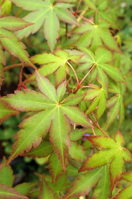 무료 다운로드 Leaves Maple Spring - 무료 사진 또는 GIMP 온라인 이미지 편집기로 편집할 수 있는 사진