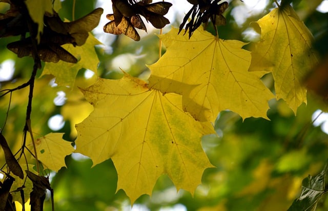Free download leaves maple tree fall nature free picture to be edited with GIMP free online image editor