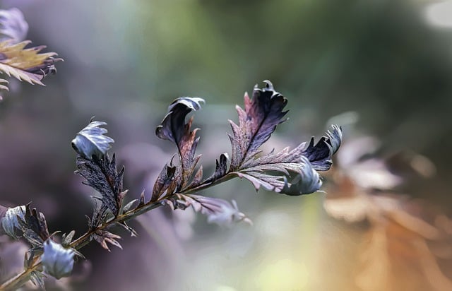 Free download leaves meadow plant autumn free picture to be edited with GIMP free online image editor