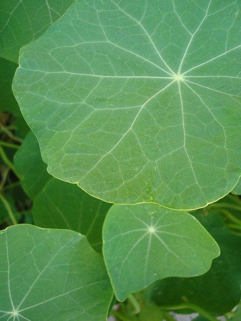 Free download Leaves Nasturtium Simply -  free photo or picture to be edited with GIMP online image editor