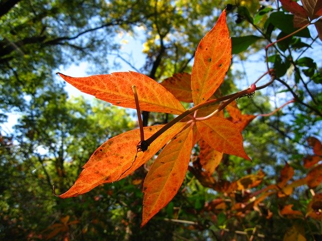 Free download Leaves Nature -  free photo or picture to be edited with GIMP online image editor