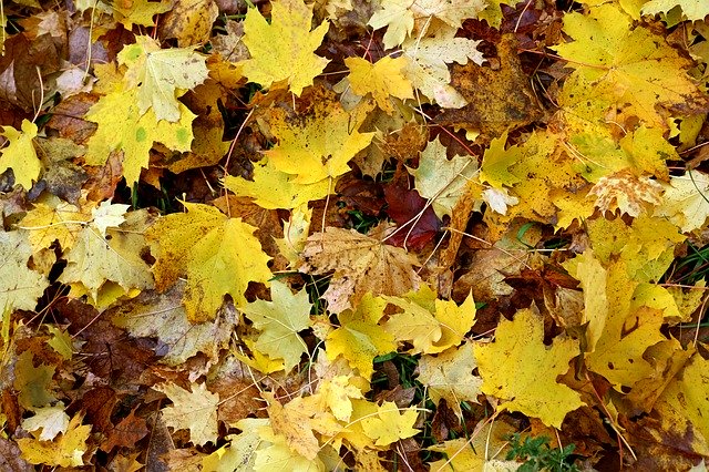 Скачать бесплатно Leaves Nature Autumn - бесплатное фото или изображение для редактирования с помощью онлайн-редактора GIMP