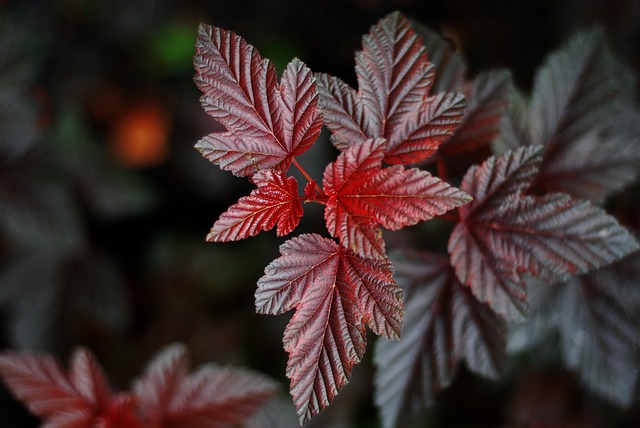 Free download leaves nature background flora free picture to be edited with GIMP free online image editor