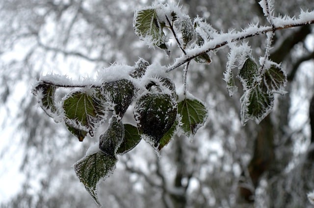 Free download leaves nature branch cold white free picture to be edited with GIMP free online image editor