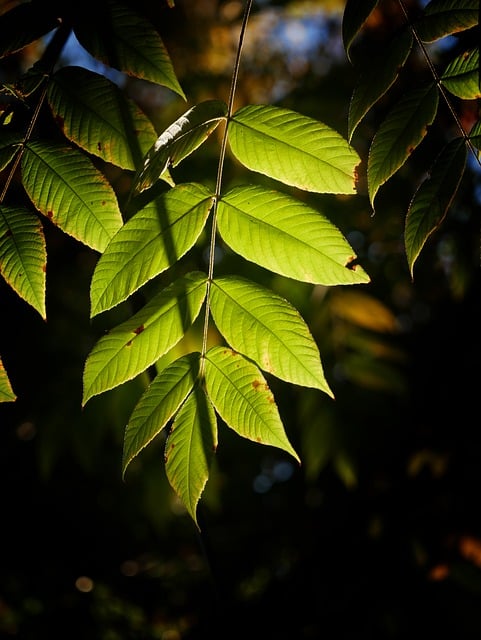 Muat turun percuma daun alam jatuh daun hijau gambar percuma untuk diedit dengan editor imej dalam talian percuma GIMP
