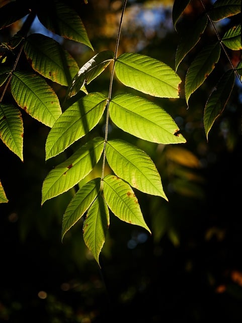 Download gratuito lascia la natura caduta foglie verdi foto gratis da modificare con l'editor di immagini online gratuito di GIMP