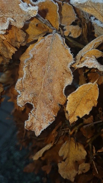 Free download Leaves Nature Frost -  free photo or picture to be edited with GIMP online image editor