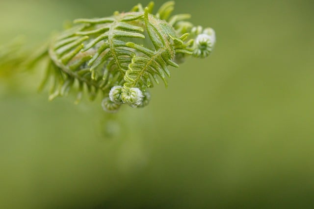Free download leaves nature hd wallpaper close up free picture to be edited with GIMP free online image editor