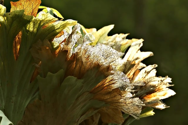 Free download leaves nature plant botany growth free picture to be edited with GIMP free online image editor