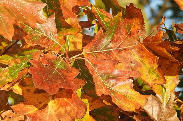 Descarga gratuita Leaves Oak Autumn - foto o imagen gratuita para editar con el editor de imágenes en línea GIMP