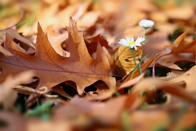 Download grátis de folhas de carvalho, margarida, folhas de outono, imagem gratuita para ser editada com o editor de imagens on-line gratuito do GIMP