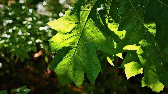 Téléchargement gratuit de feuilles de chêne transparent - photo ou image gratuite à éditer avec l'éditeur d'images en ligne GIMP