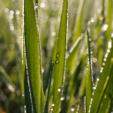 Leaves of grass soaked in dew  screen for extension Chrome web store in OffiDocs Chromium