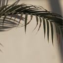 Leaves on the Vine  screen for extension Chrome web store in OffiDocs Chromium