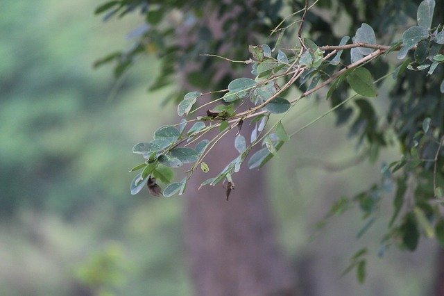 Free download Leaves Outdoor -  free photo or picture to be edited with GIMP online image editor