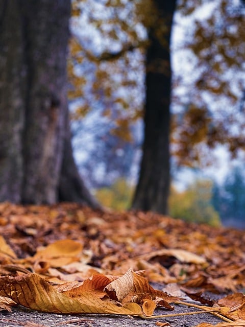 Free download leaves park trees forest scenery free picture to be edited with GIMP free online image editor