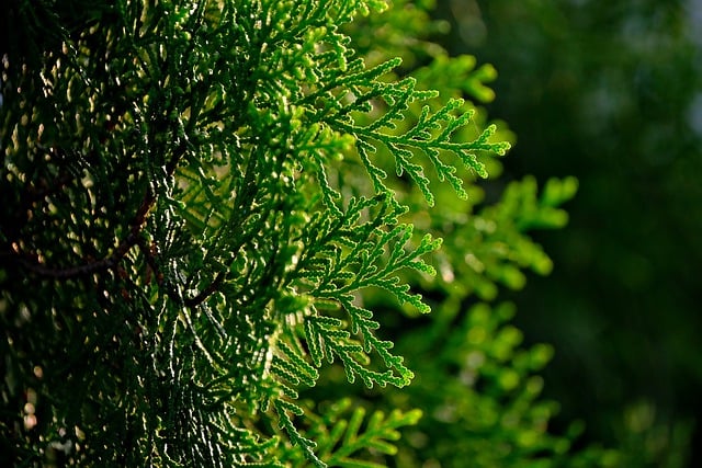 Free download leaves pine tree plant botany free picture to be edited with GIMP free online image editor