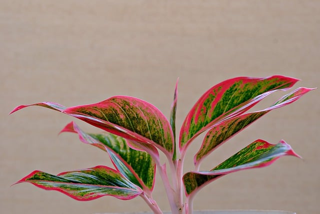 Free graphic leaves plant aglaonema pattern to be edited by GIMP free image editor by OffiDocs