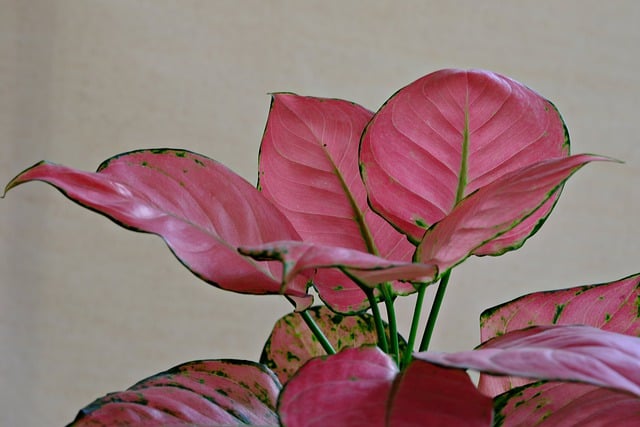 Descarga gratuita de la imagen de la naturaleza de la planta de hojas aglonema para editar con el editor de imágenes en línea gratuito GIMP