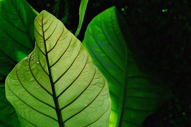 Free download leaves plant anthurium green free picture to be edited with GIMP free online image editor