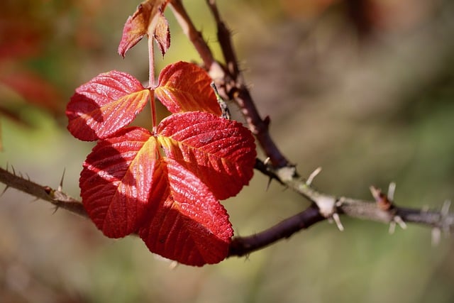 Free download leaves plant autumn rose free picture to be edited with GIMP free online image editor
