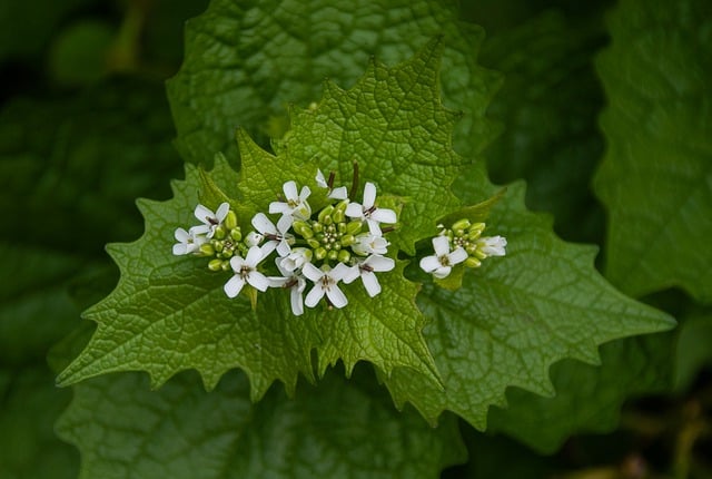 Free download leaves plant blossom bloom green free picture to be edited with GIMP free online image editor