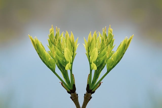 Free download leaves plant budding plant free picture to be edited with GIMP free online image editor