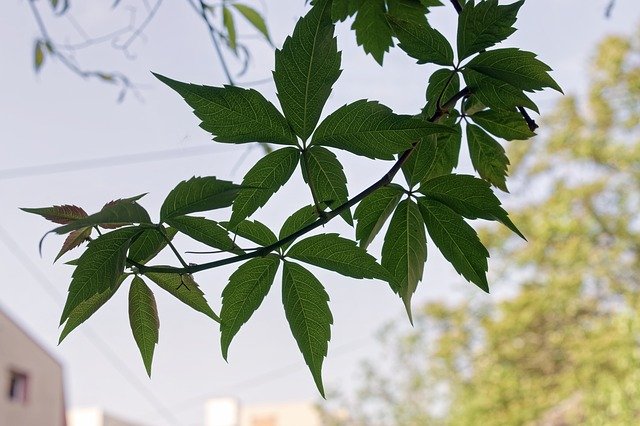 הורדה חינם של Leaves Plant Clip - תמונה או תמונה בחינם לעריכה עם עורך התמונות המקוון GIMP