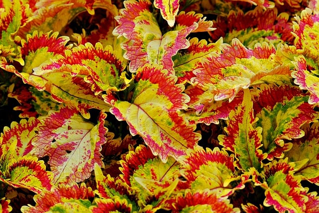 Free download leaves plant coleus flora nature free picture to be edited with GIMP free online image editor
