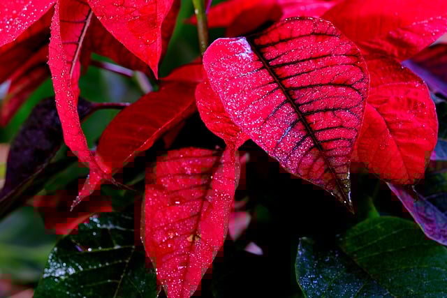 Free download leaves plant flora botany free picture to be edited with GIMP free online image editor