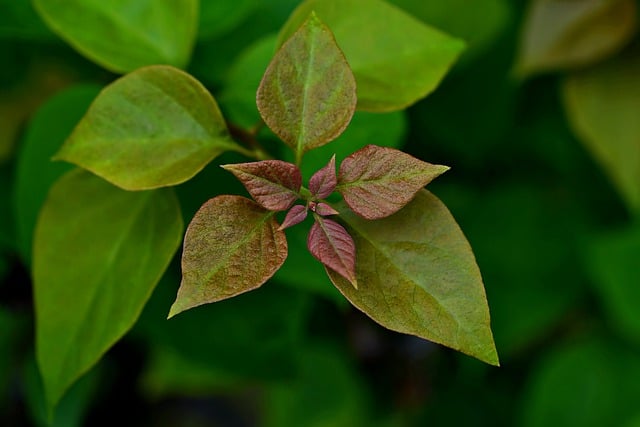 Free download leaves plant flora nature closeup free picture to be edited with GIMP free online image editor