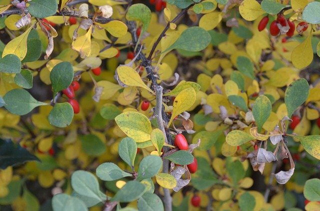 Muat turun percuma Leaves Plant Garden - foto atau gambar percuma untuk diedit dengan editor imej dalam talian GIMP