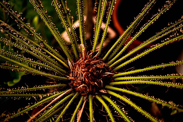 Free download leaves plant garden nature free picture to be edited with GIMP free online image editor