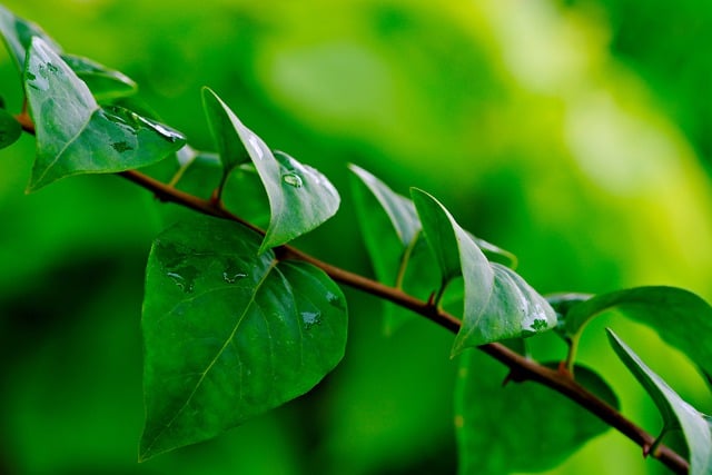 Free download leaves plant green leaves foliage free picture to be edited with GIMP free online image editor