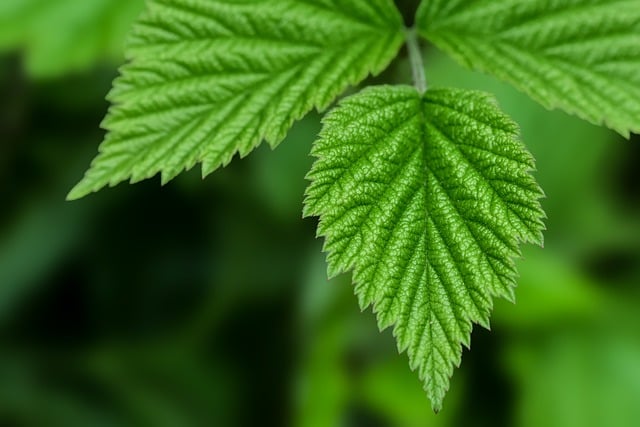 Free download leaves plant nature botany garden free picture to be edited with GIMP free online image editor