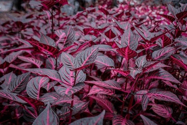 Free download leaves plant nature purple flower free picture to be edited with GIMP free online image editor